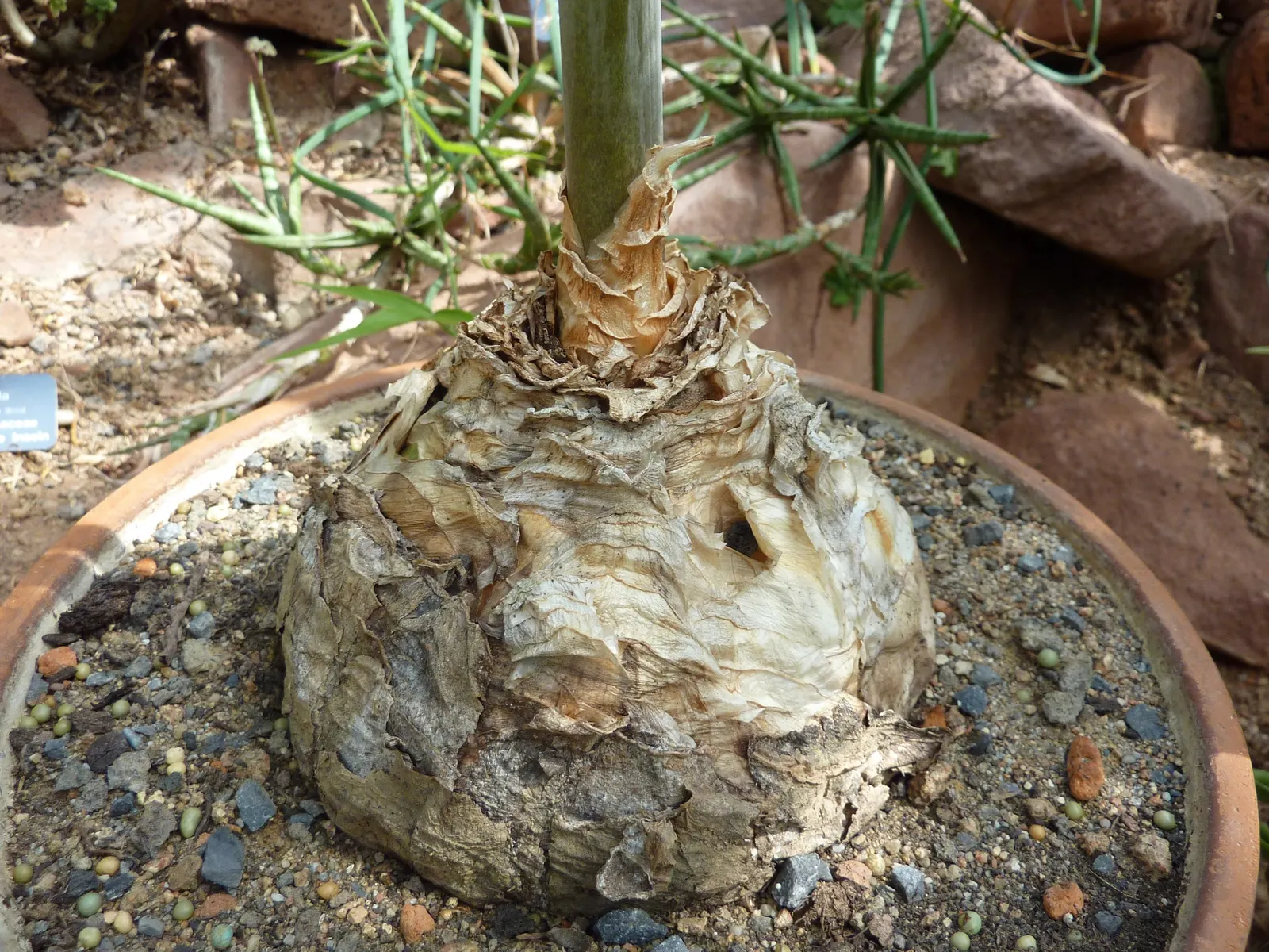 Sea Squill (Drimia maritima) — this hardy perennial requires minimal care once established and is not frequented by pests or diseases; this hardy, image 53