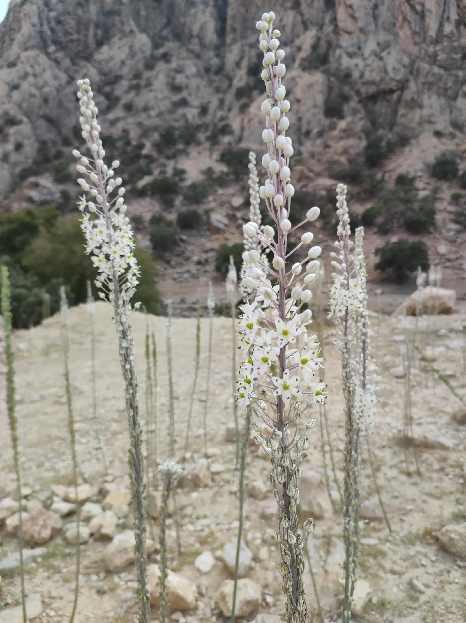Sea Squill (Drimia maritima) — Allow ample space for the flower spike's drama, considering a minimum spread area of approximately 1 foot; it grows 3-5 feet