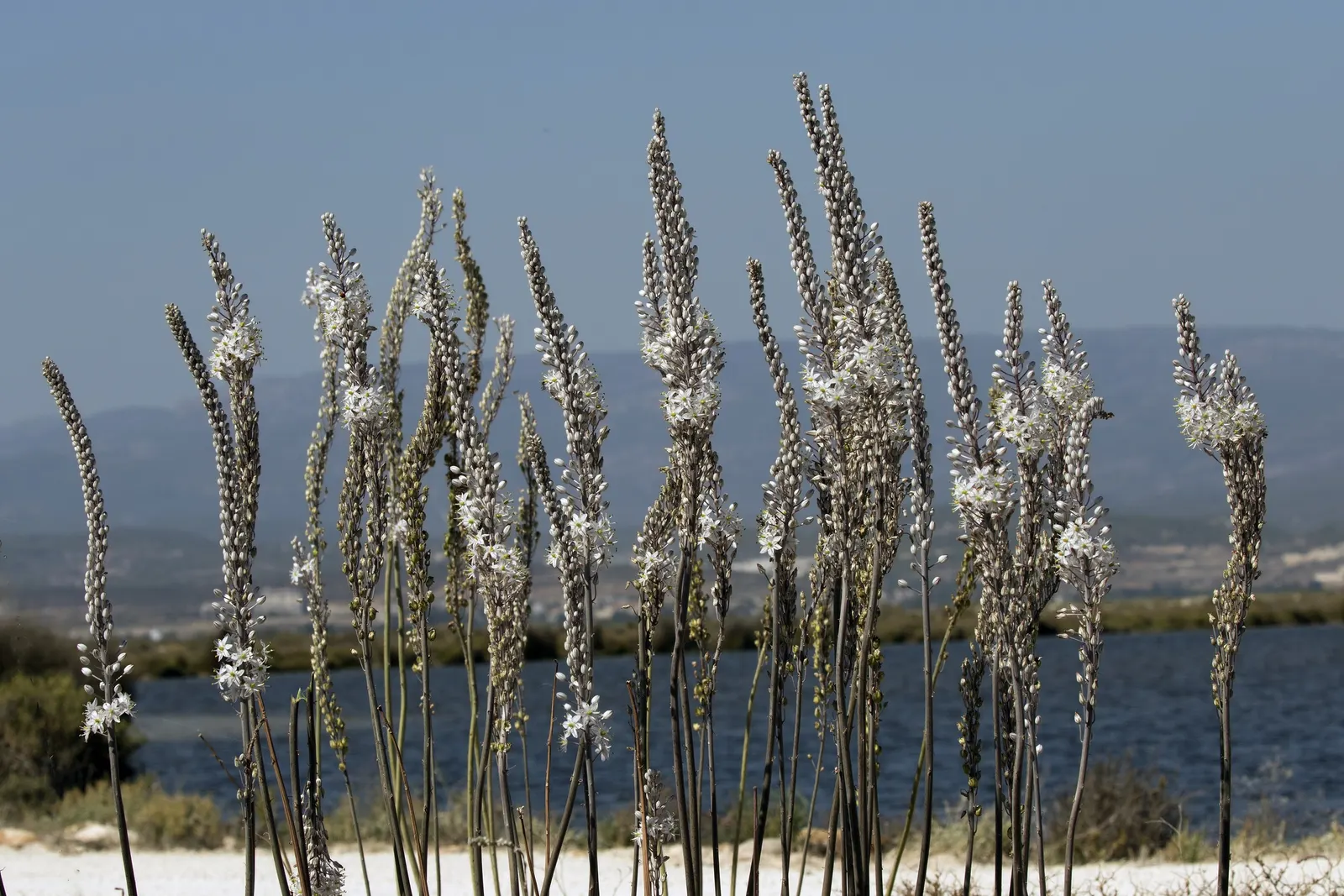 Sea Squill (Drimia maritima) — thriving in well-drained soils with full sun exposure; the Sea Squill's foliage emerges in late winter or early spring