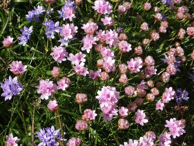 Sea Squill (Drimia maritima) — bulb / perennial with white blooms
