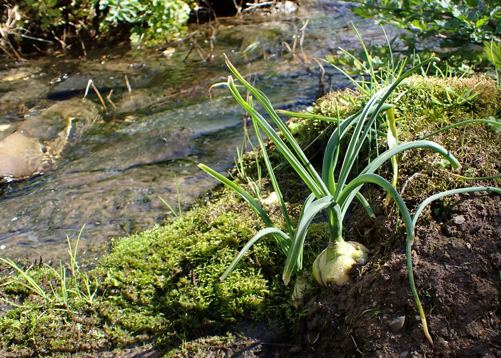 Sea Squill (Drimia maritima) — each individual flower opening progressively from the bottom up.<br><br>For the landscape designer; sea Squill makes for a