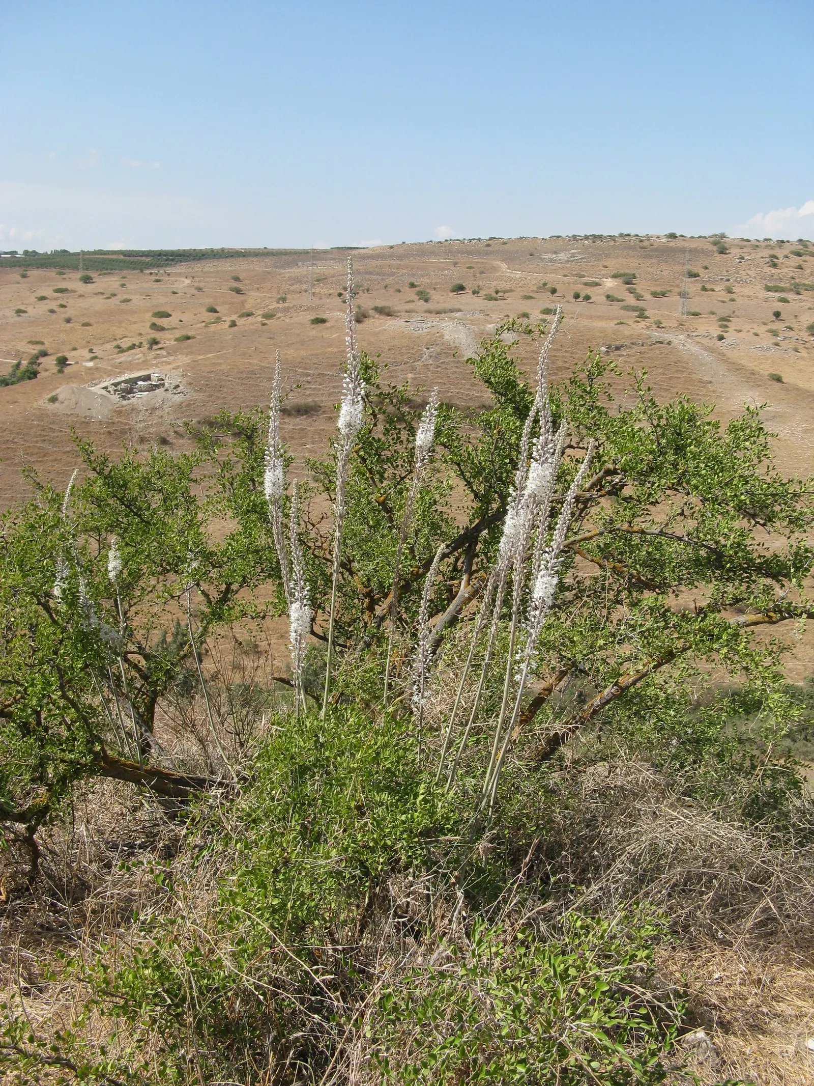 Sea Squill (Drimia maritima) — Its growth can be impressive