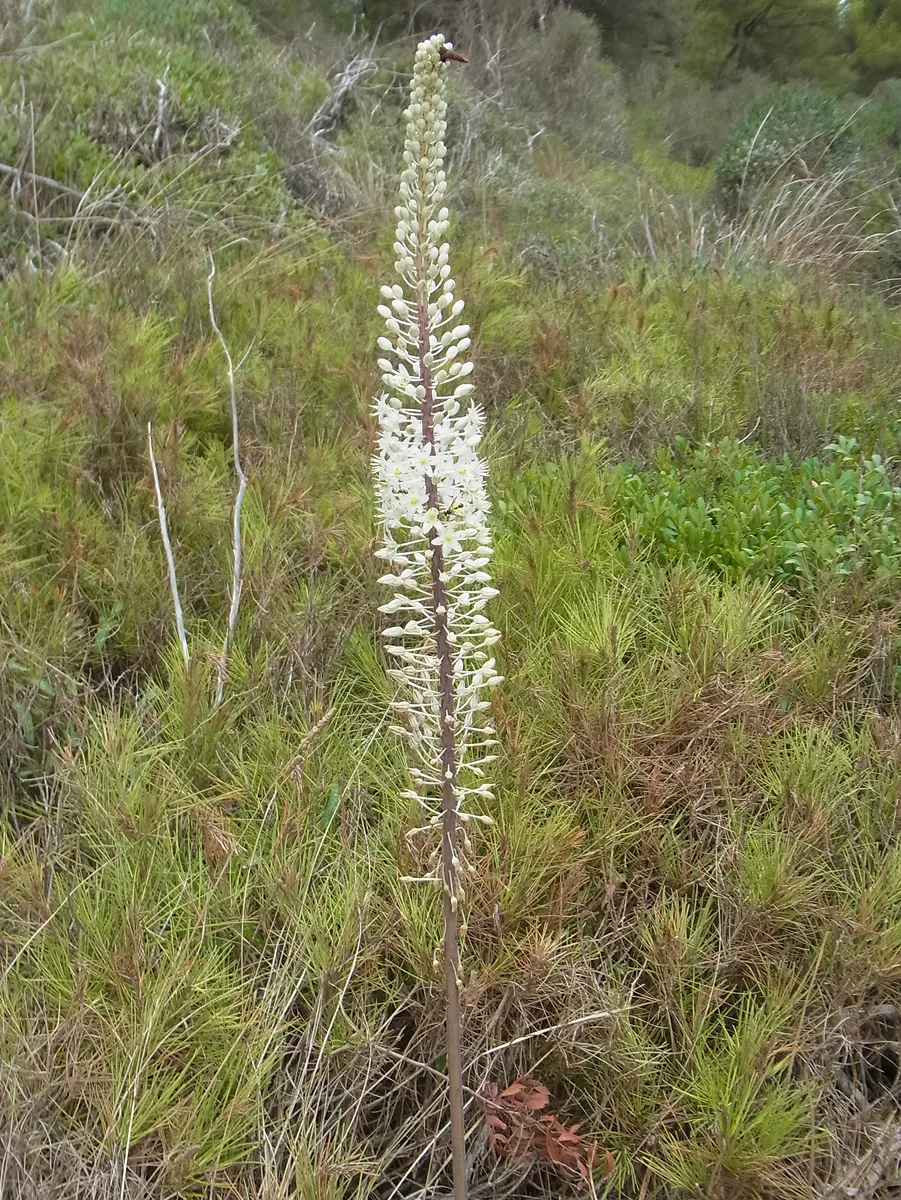 Sea Squill (Drimia maritima) — Sea Squill makes for a low-effort yet high-impact addition to any garden