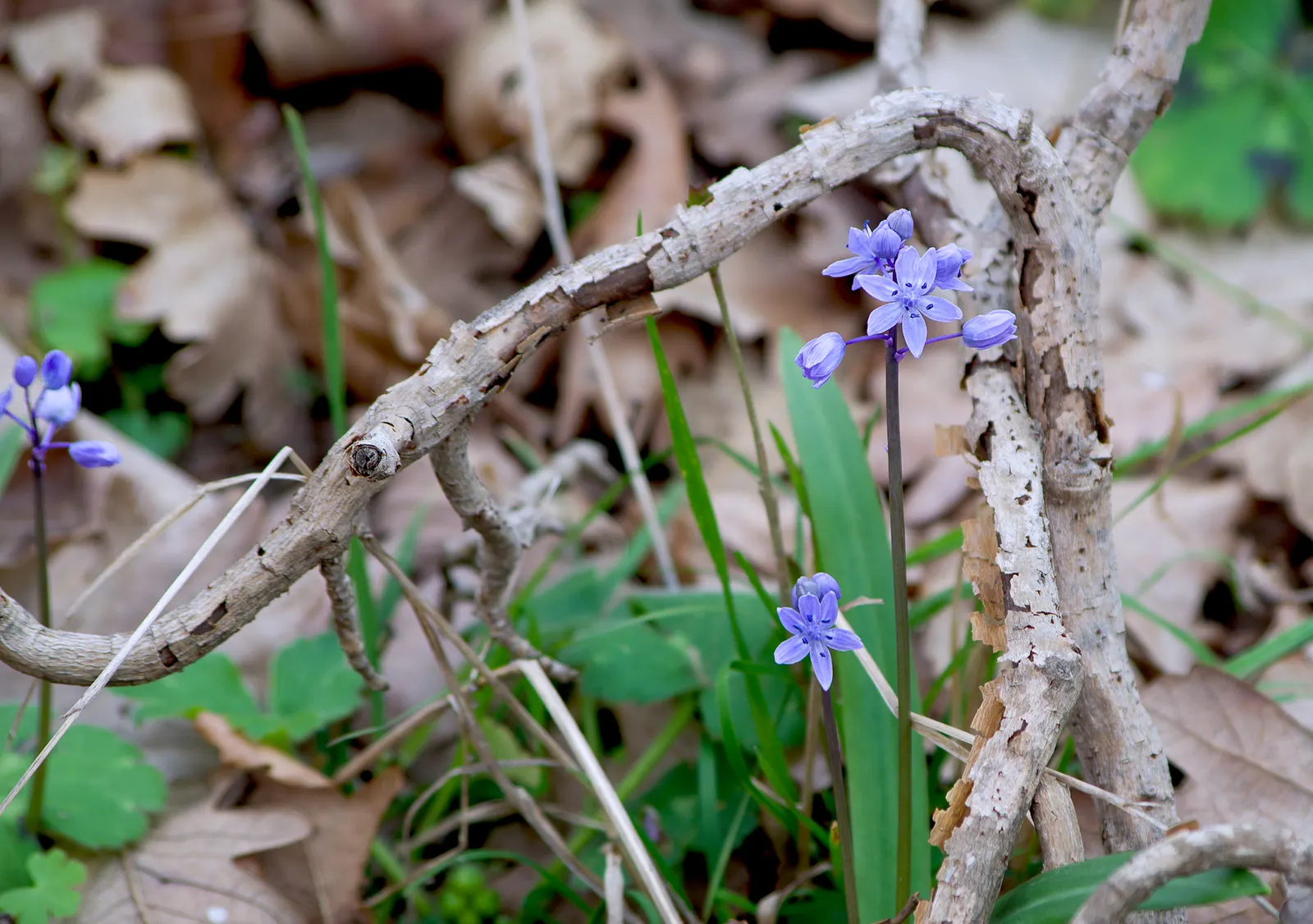 Sea Squill (Drimia maritima) — Allow ample space for the flower spike's drama, considering a minimum spread area of approximately 1 foot; it grows, image 66