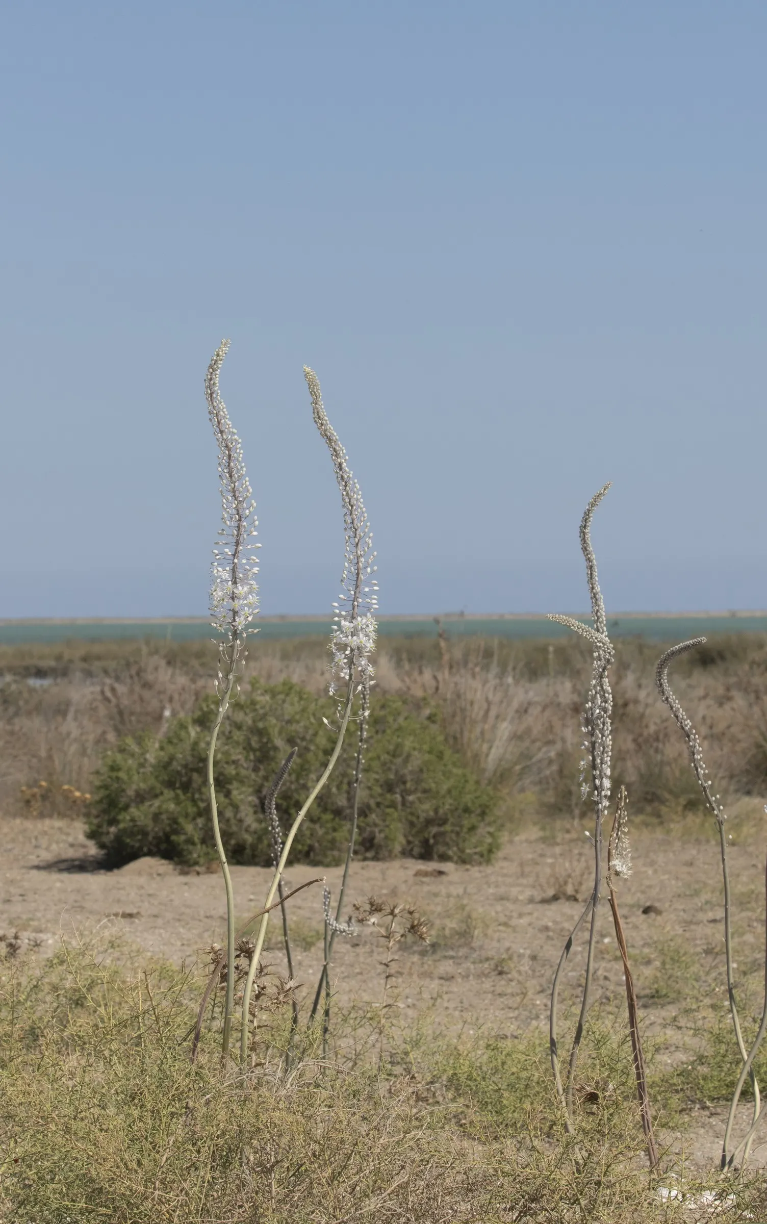 Sea Squill (Drimia maritima) — thriving in well-drained soils with full sun exposure; the Sea Squill's foliage emerges in late winter or early, image 98