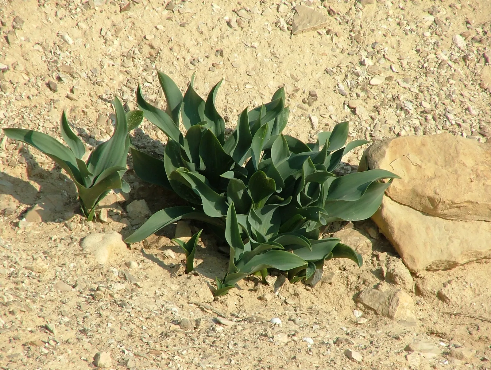 Sea Squill (Drimia maritima) — Requiring little maintenance once established and being generally free of pests and diseases; its growth can be, image 91