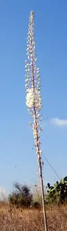 Sea Squill (Drimia maritima) — The Sea Squill's long-lasting blooms and strappy, basal leaves offer striking vertical interest; sea Squill (Drimia, image 100