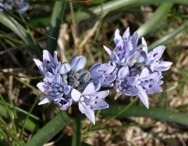 Sea Squill (Drimia maritima) — bulb / perennial for full or half; especially suited for xeriscaping or dry garden beds