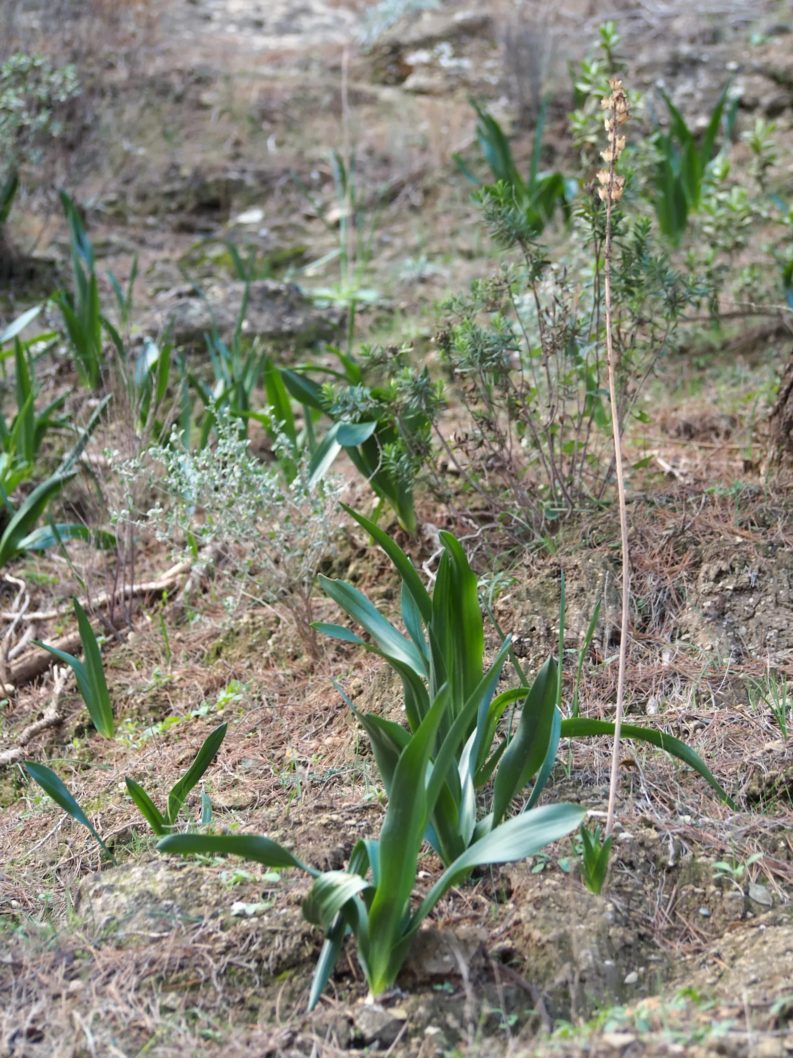 Sea Squill (Drimia maritima) — essential for adding a striking vertical element to any coastal-inspired landscape; white flowers in the garden, image 55