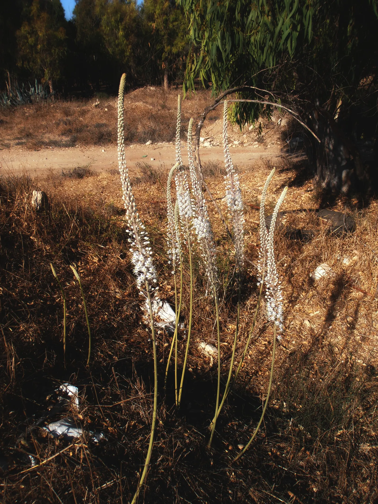 Sea Squill (Drimia maritima) — These foliage blades may wilt and recede in the summer heat; this spike is a beacon of eye-catching white blossoms, image 61