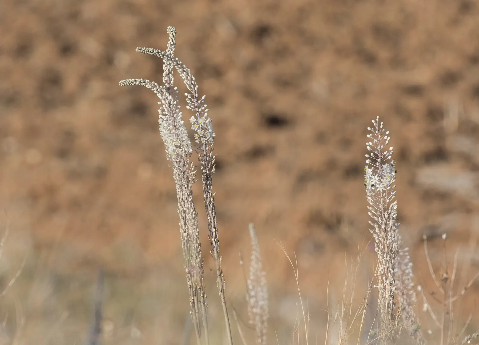 Sea Squill (Drimia maritima) — white flowers in the garden; essential for adding a striking vertical element to any coastal-inspired landscape, image 70