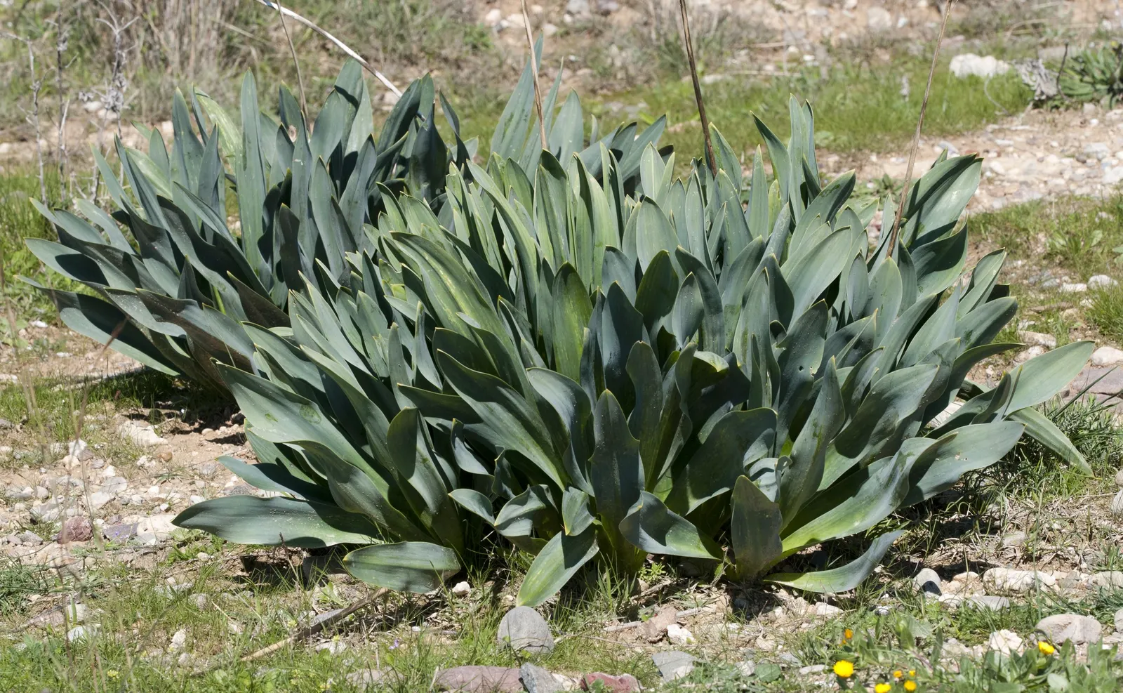 Sea Squill (Drimia maritima) — bulb / perennial for full or half; especially suited for xeriscaping or dry garden beds, image 96