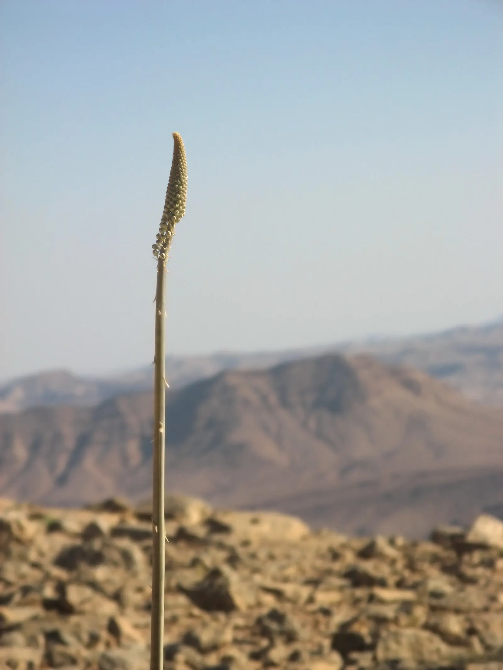 Sea Squill (Drimia maritima) — stands as a remarkable and resilient bulbous perennial; in late summer to early fall, a singular spike ascends, reaching an
