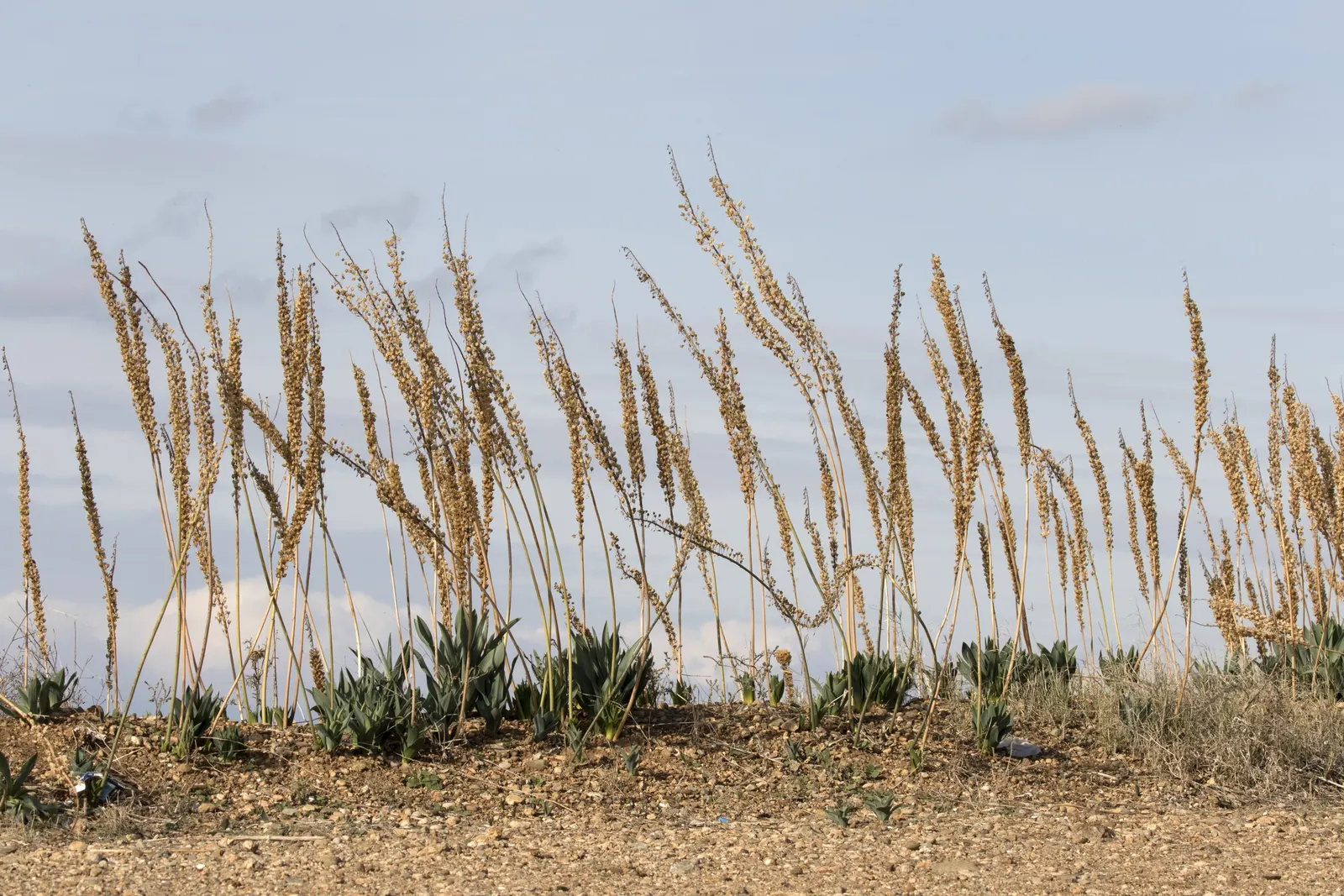 Sea Squill (Drimia maritima) — paving the way for the plant's true spectacle: its towering flower stalk; bulb / perennial with white blooms