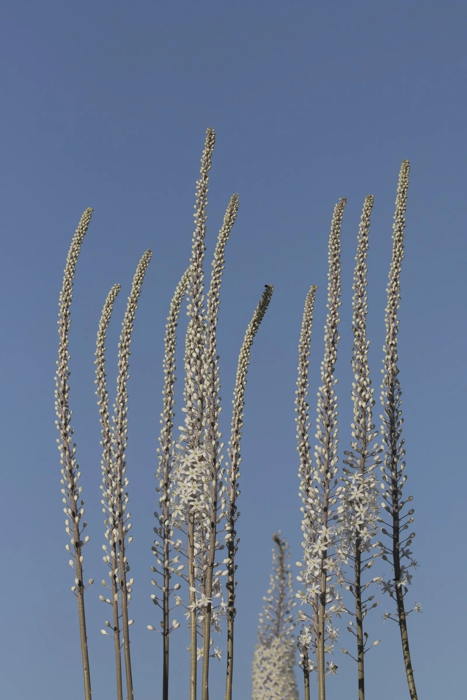 Sea Squill (Drimia maritima) — These foliage blades may wilt and recede in the summer heat