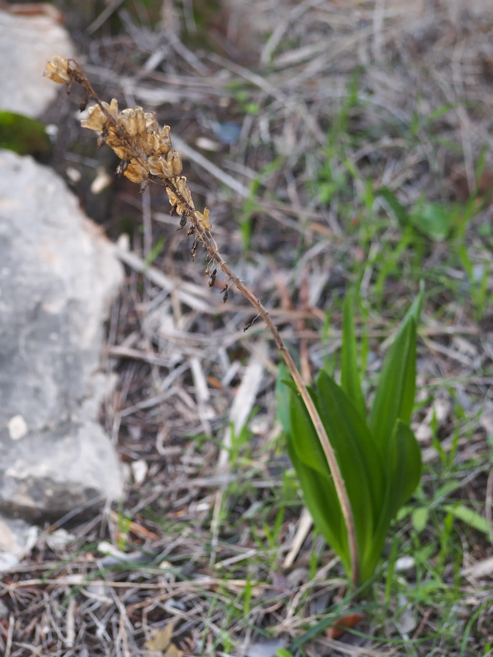 Sea Squill (Drimia maritima) — each individual flower opening progressively from the bottom up.<br><br>For the landscape designer; sea Squill makes, image 89