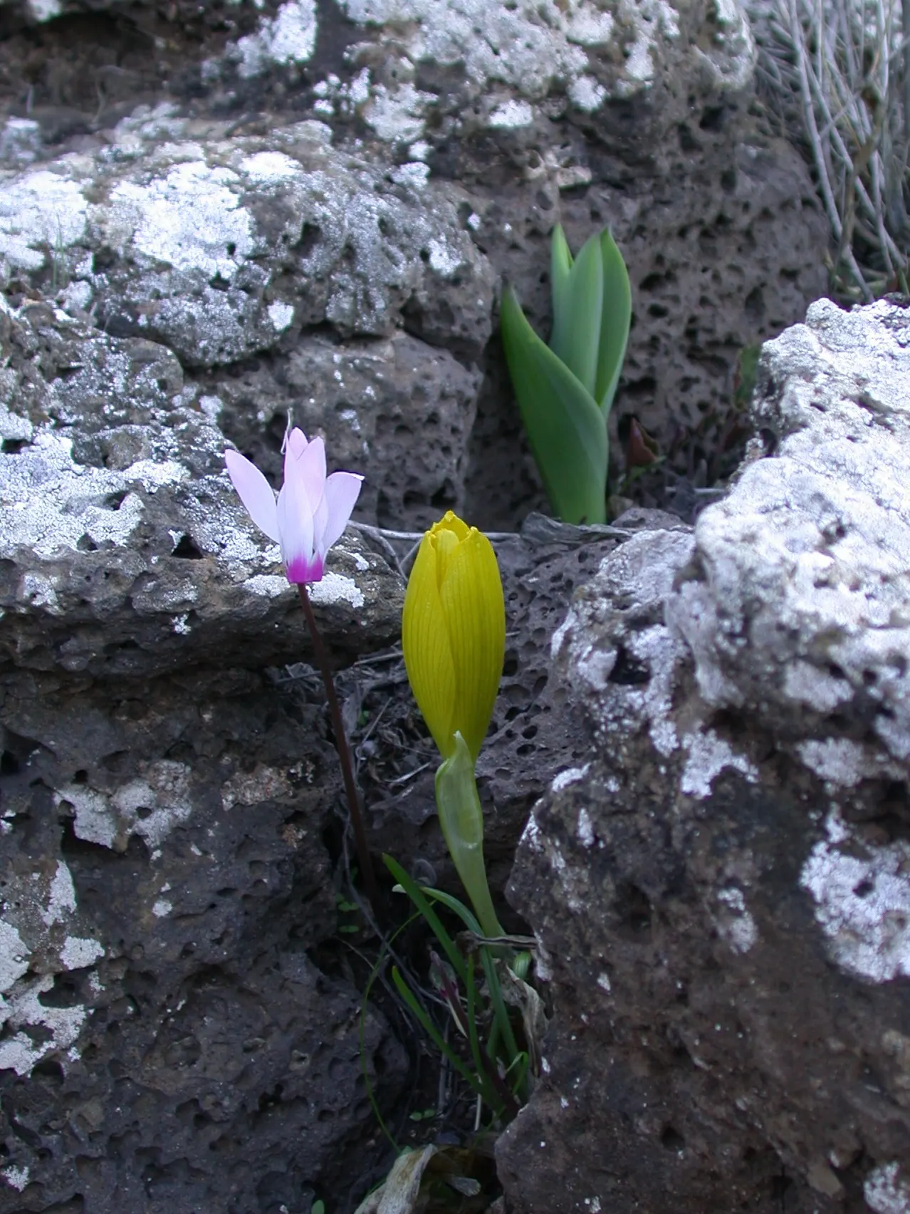 Sea Squill (Drimia maritima) — each individual flower opening progressively from the bottom up.<br><br>For the landscape designer; sea Squill makes, image 65