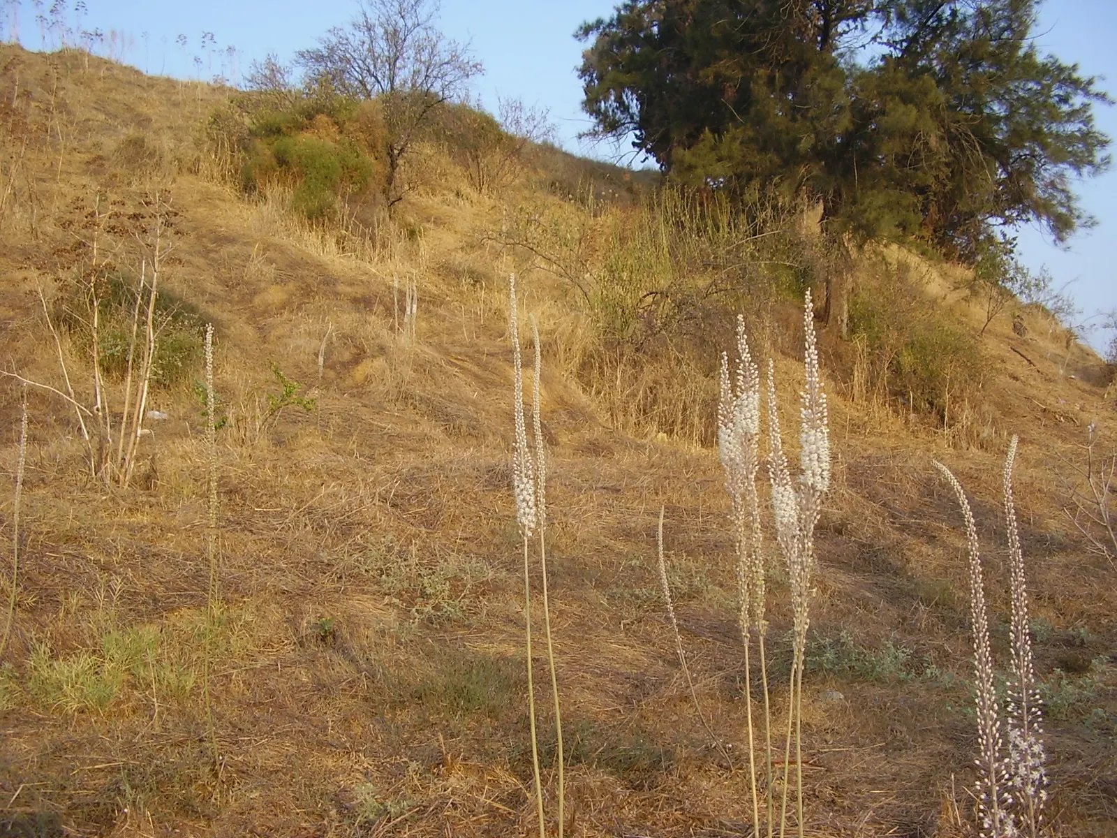 Sea Squill (Drimia maritima) — bulb / perennial for full or half