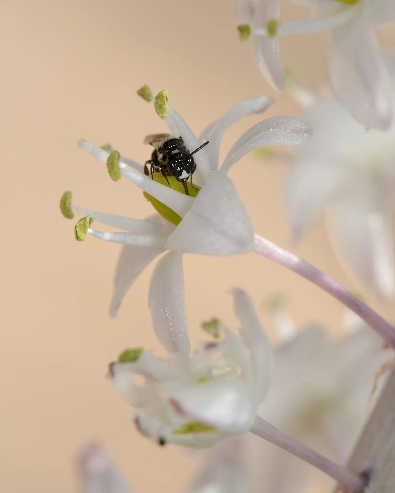 Sea Squill (Drimia maritima) — Requiring little maintenance once established and being generally free of pests and diseases; its growth can be, image 67