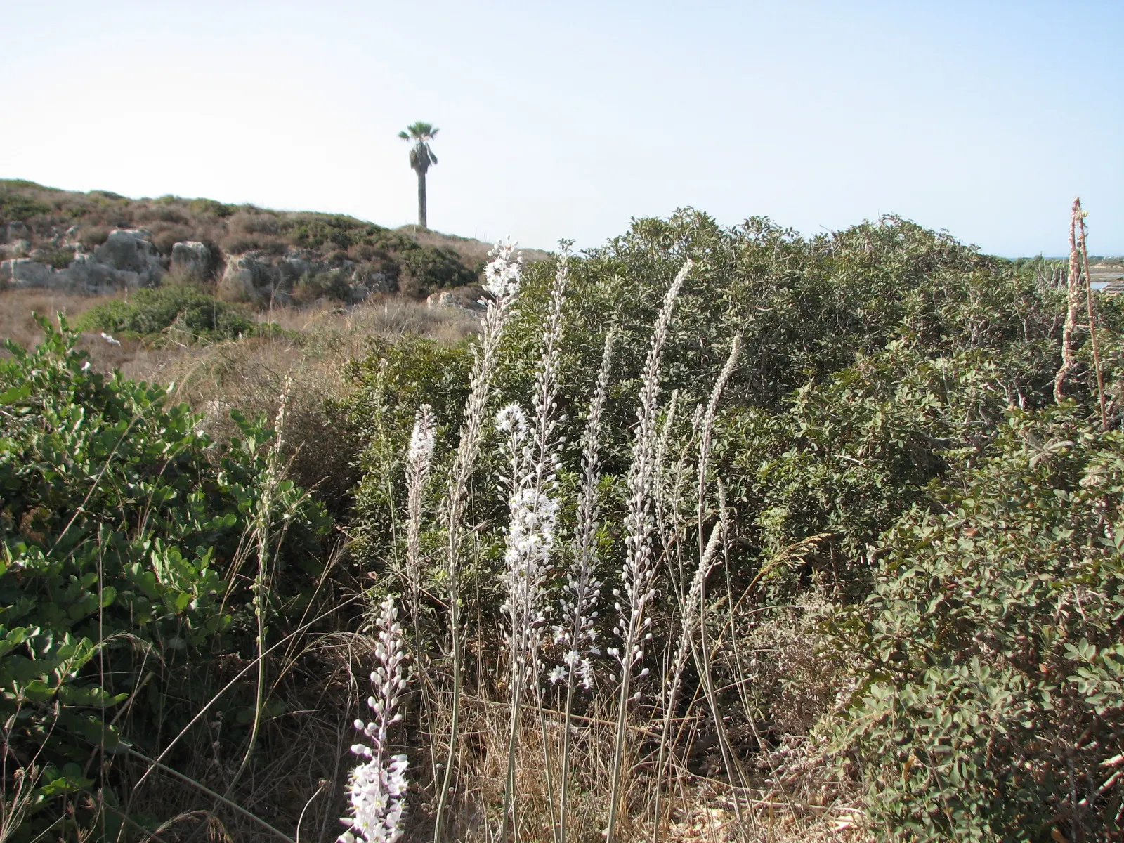 Sea Squill (Drimia maritima) — the Sea Squill's foliage emerges in late winter or early spring; thriving in well-drained soils with full sun, image 83