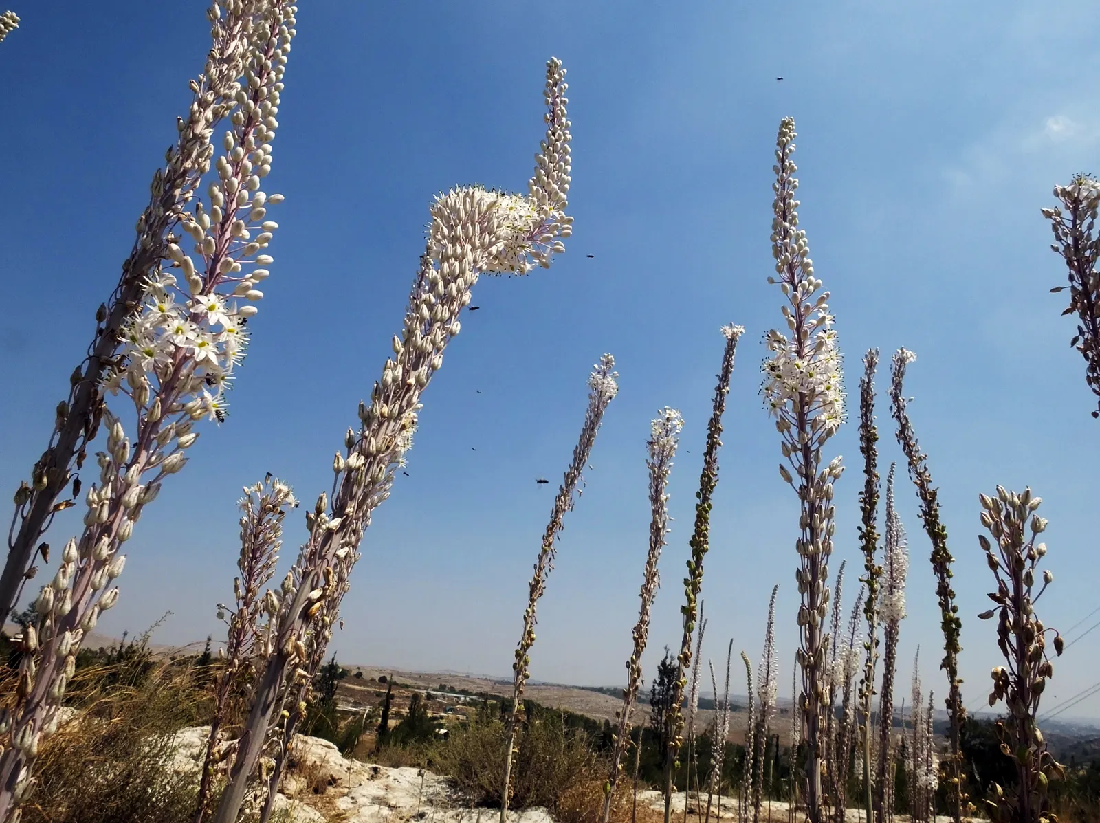 Sea Squill (Drimia maritima) — This spike is a beacon of eye-catching white blossoms
