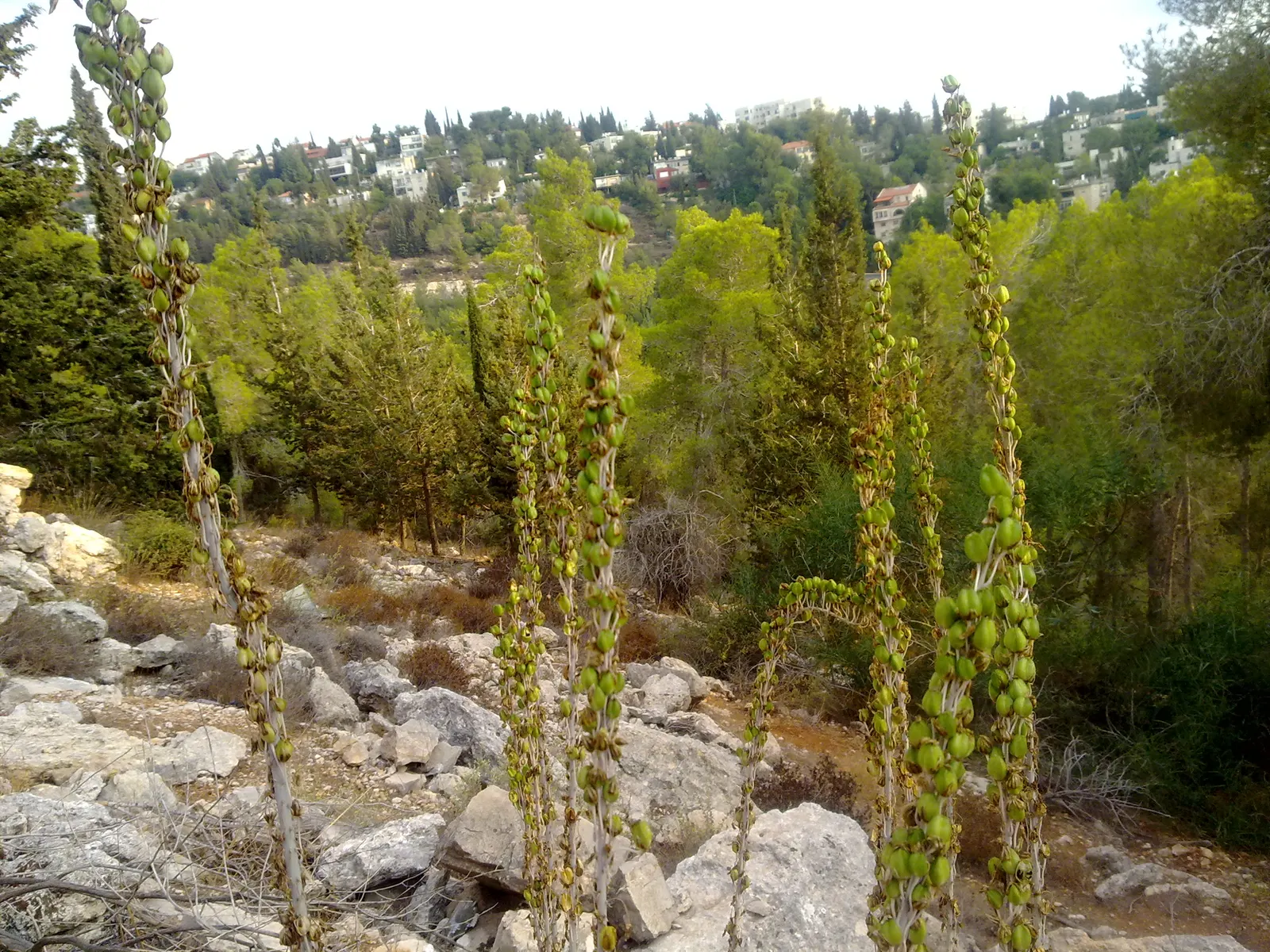Sea Squill (Drimia maritima) — This hardy Mediterranean native flourishes in USDA hardiness zones 7-10