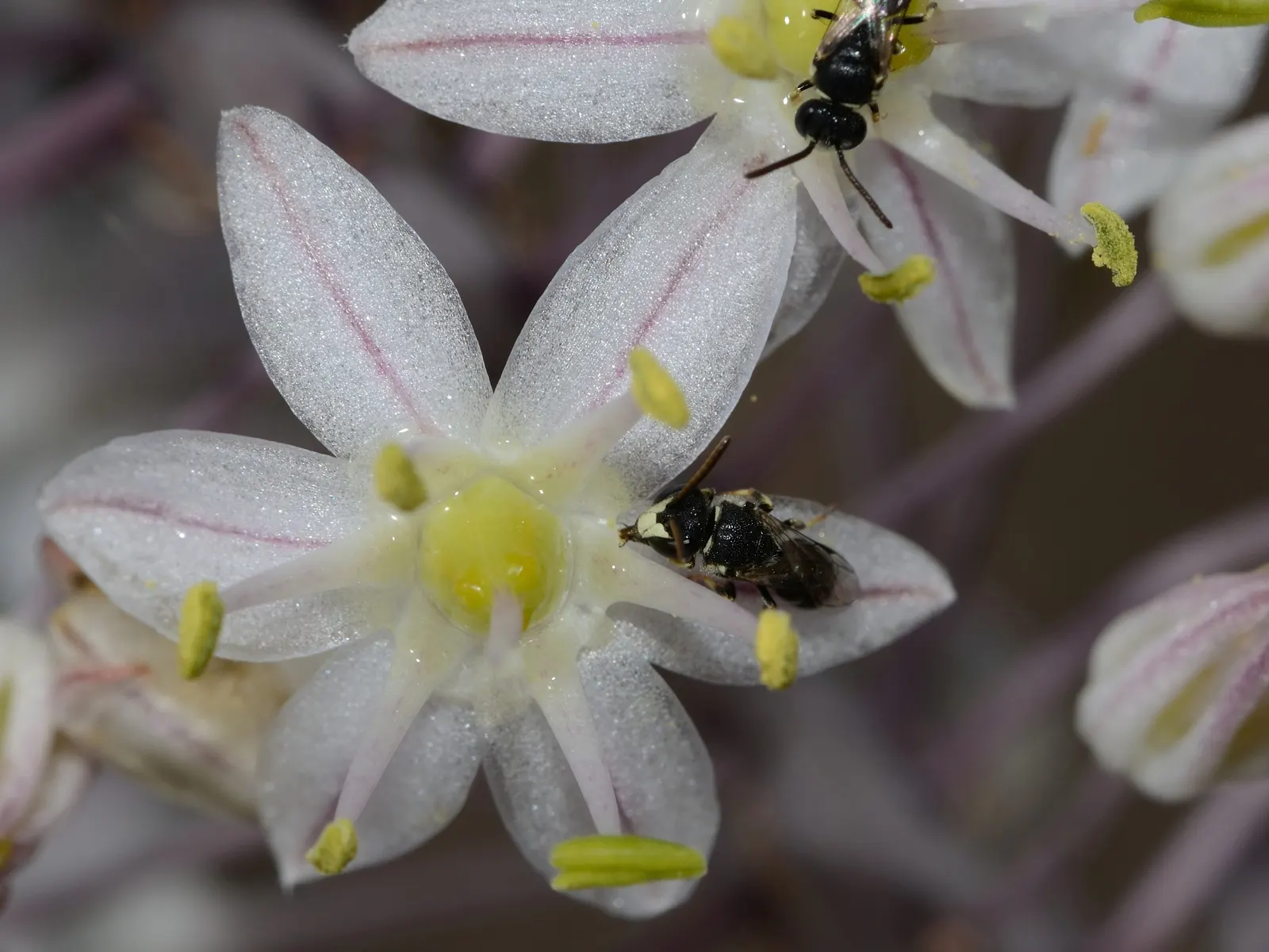 Sea Squill (Drimia maritima) — This hardy Mediterranean native flourishes in USDA hardiness zones 7-10; this hardy perennial requires minimal care, image 104