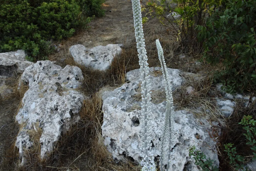 Sea Squill (Drimia maritima) — This hardy Mediterranean native flourishes in USDA hardiness zones 7-10; this hardy perennial requires minimal care once