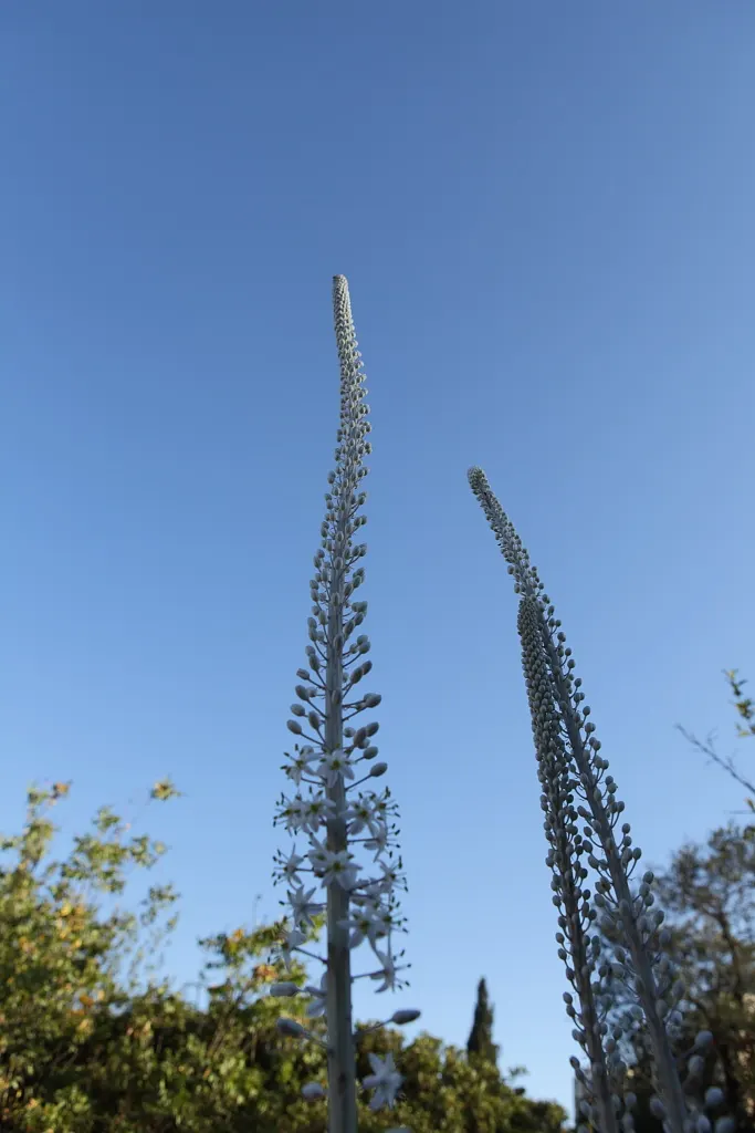 Sea Squill (Drimia maritima) — bulb / perennial with white blooms; paving the way for the plant's true spectacle: its towering flower stalk, image 95