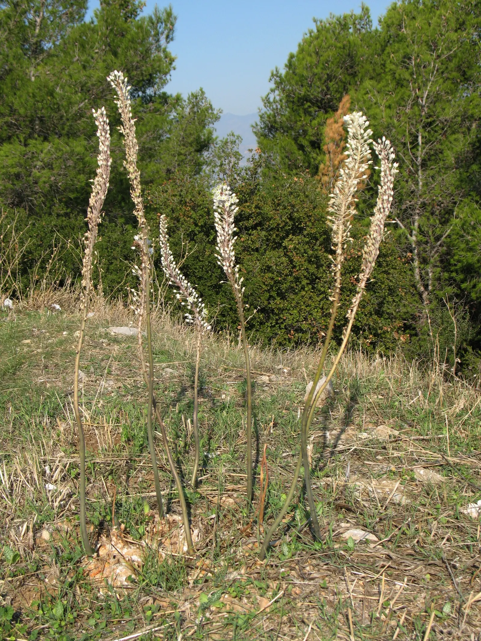 Sea Squill (Drimia maritima) — white flowers in the garden; essential for adding a striking vertical element to any coastal-inspired landscape, image 118