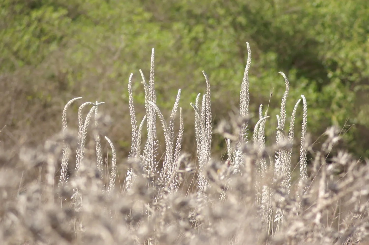 Sea Squill (Drimia maritima) — Sea Squill (Drimia maritima) is a drought-resistant Mediterranean bulbous plant; the Sea Squill's long-lasting, image 97