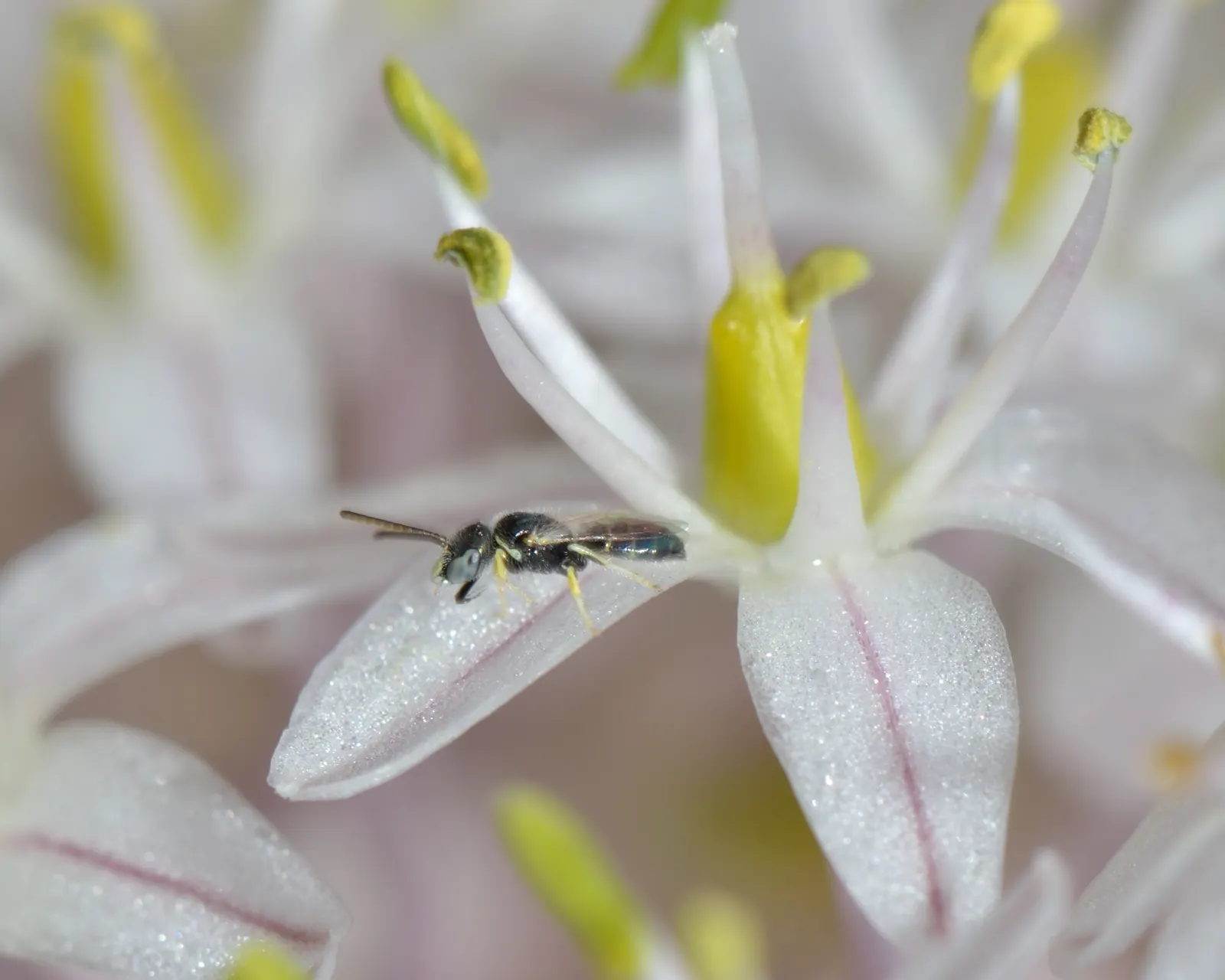 Sea Squill (Drimia maritima) — each individual flower opening progressively from the bottom up.<br><br>For the landscape designer
