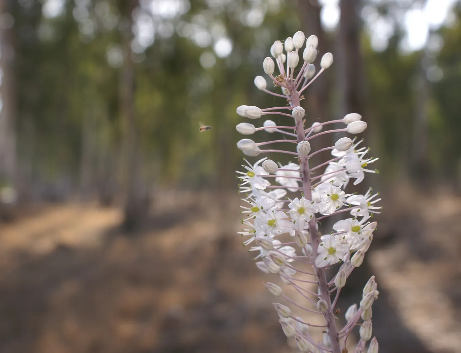 Sea Squill (Drimia maritima) — Sea Squill makes for a low-effort yet high-impact addition to any garden; each individual flower opening, image 116