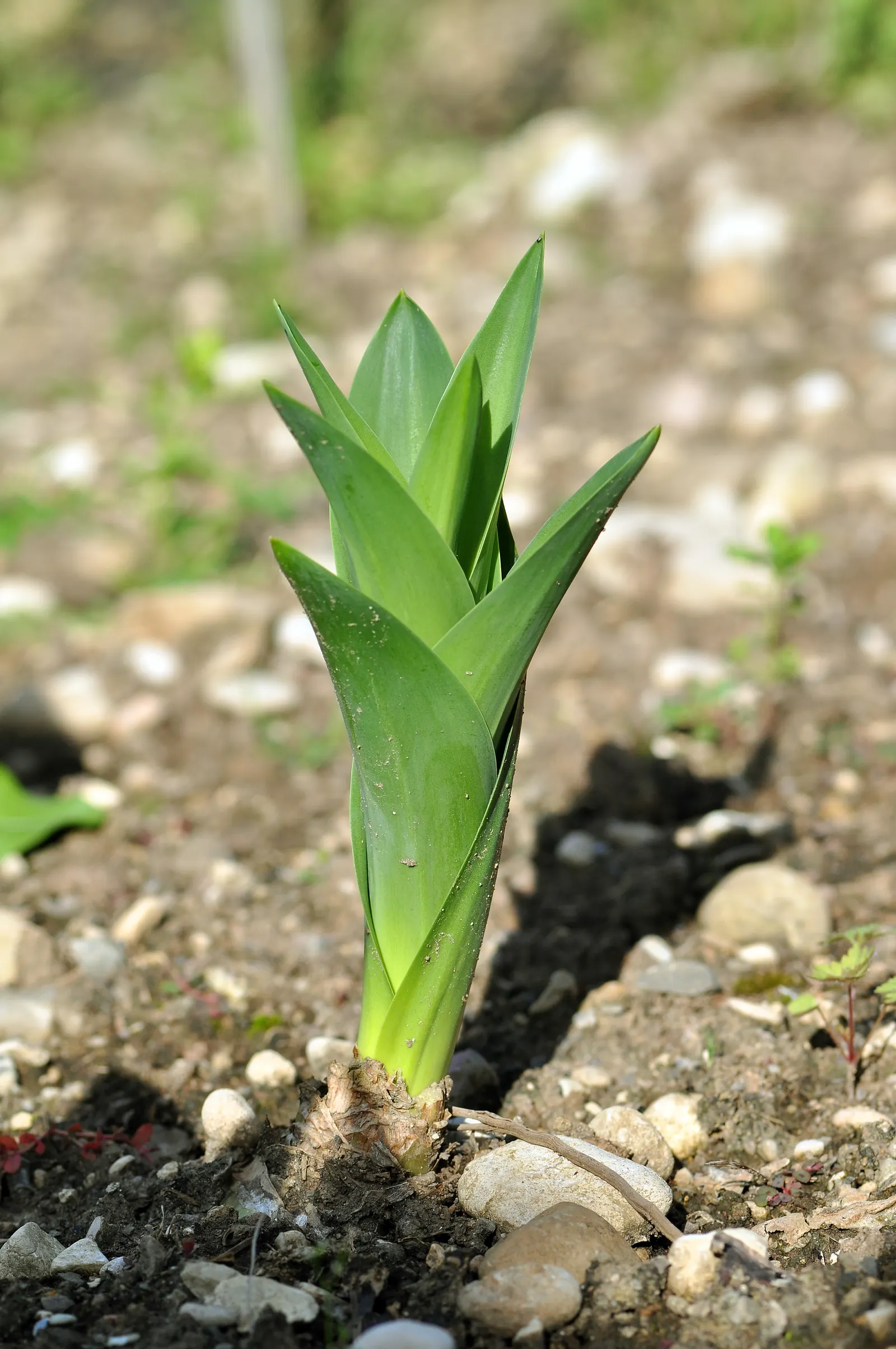 Sea Squill (Drimia maritima) — Its growth can be impressive; requiring little maintenance once established and being generally free of pests and diseases