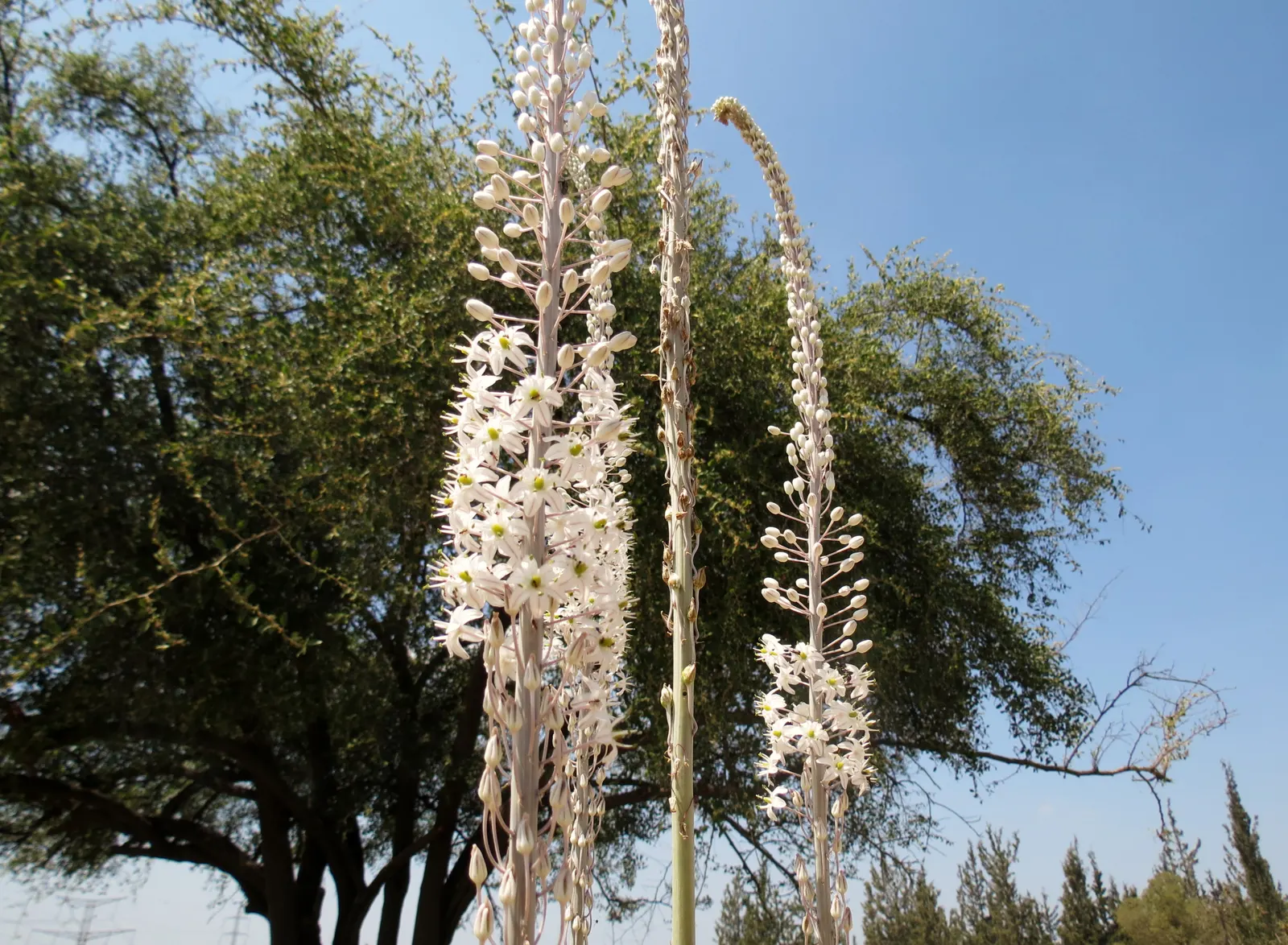 Sea Squill (Drimia maritima) — This hardy Mediterranean native flourishes in USDA hardiness zones 7-10; this hardy perennial requires minimal care, image 56