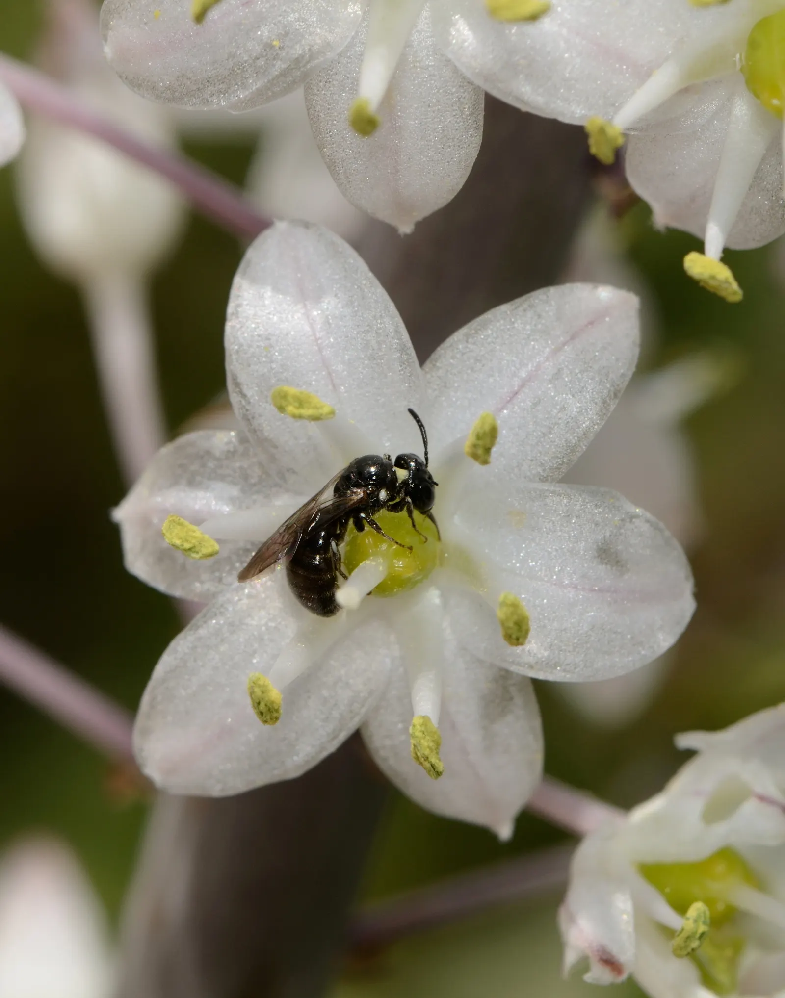 Sea Squill (Drimia maritima) — thriving in well-drained soils with full sun exposure