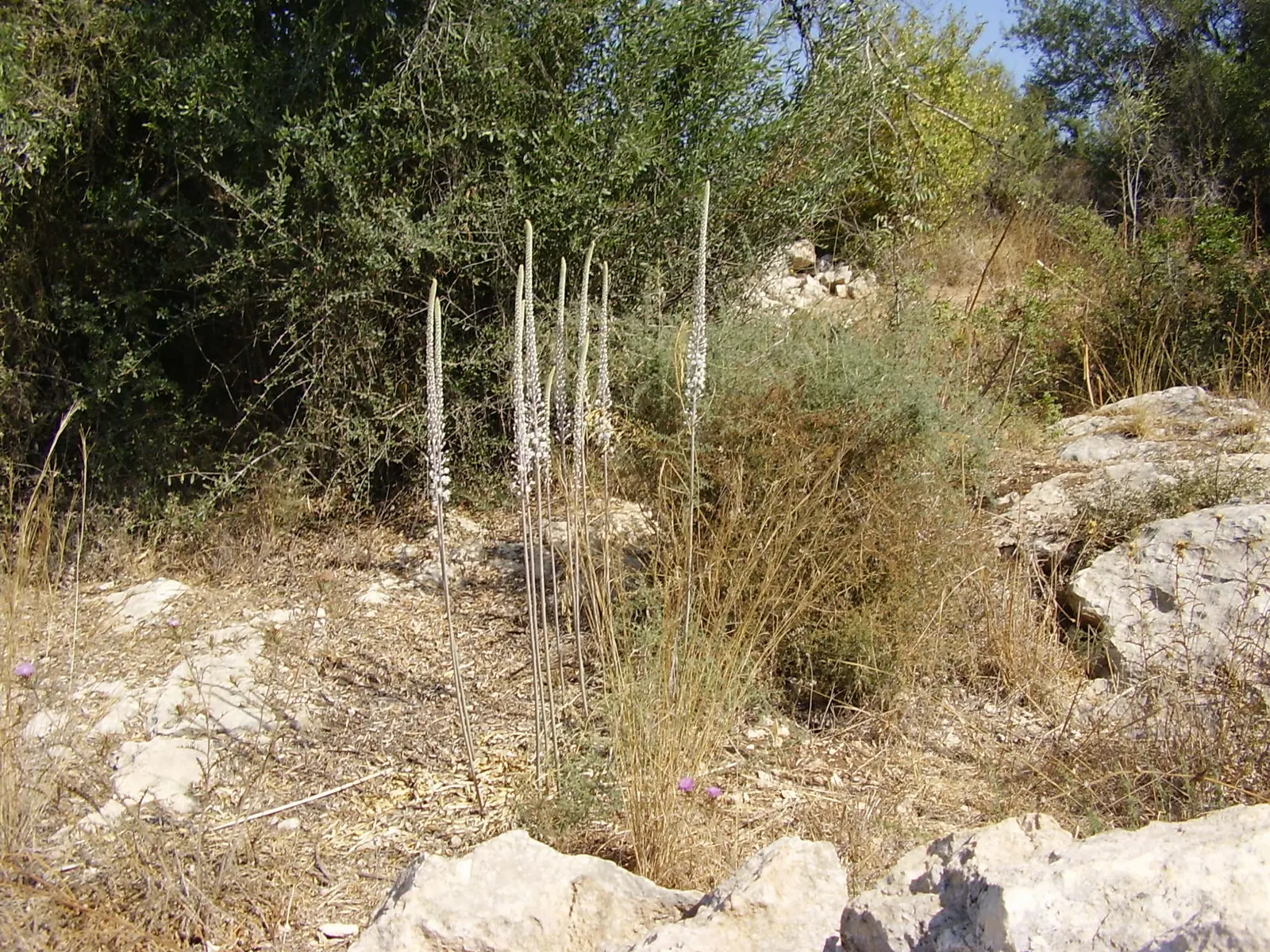 Sea Squill (Drimia maritima) — especially suited for xeriscaping or dry garden beds; bulb / perennial for full or half