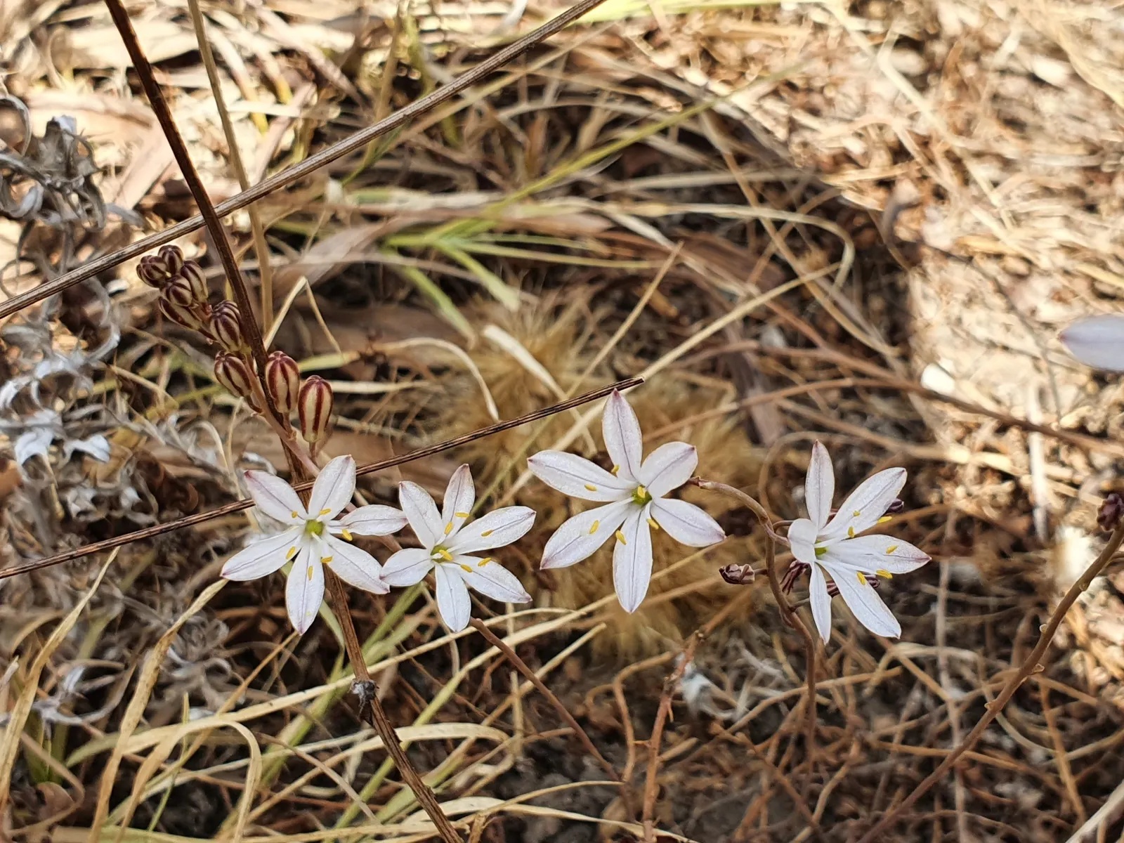 Sea Squill (Drimia maritima) — In late summer to early fall, a singular spike ascends, reaching an imposing height of 4 to 5 feet; stands as a remarkable and