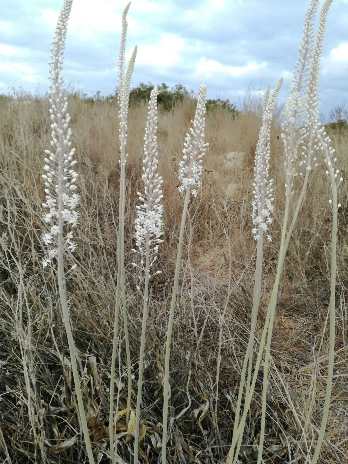Sea Squill (Drimia maritima) — The Sea Squill's long-lasting blooms and strappy, basal leaves offer striking vertical interest; sea Squill (Drimia maritima) is