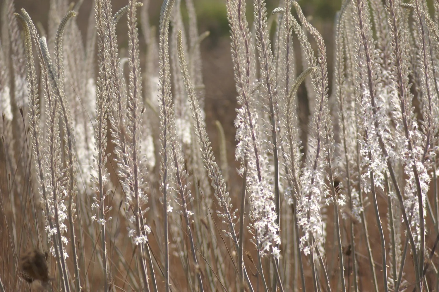 Sea Squill (Drimia maritima) — bulb / perennial for full or half; especially suited for xeriscaping or dry garden beds, image 120