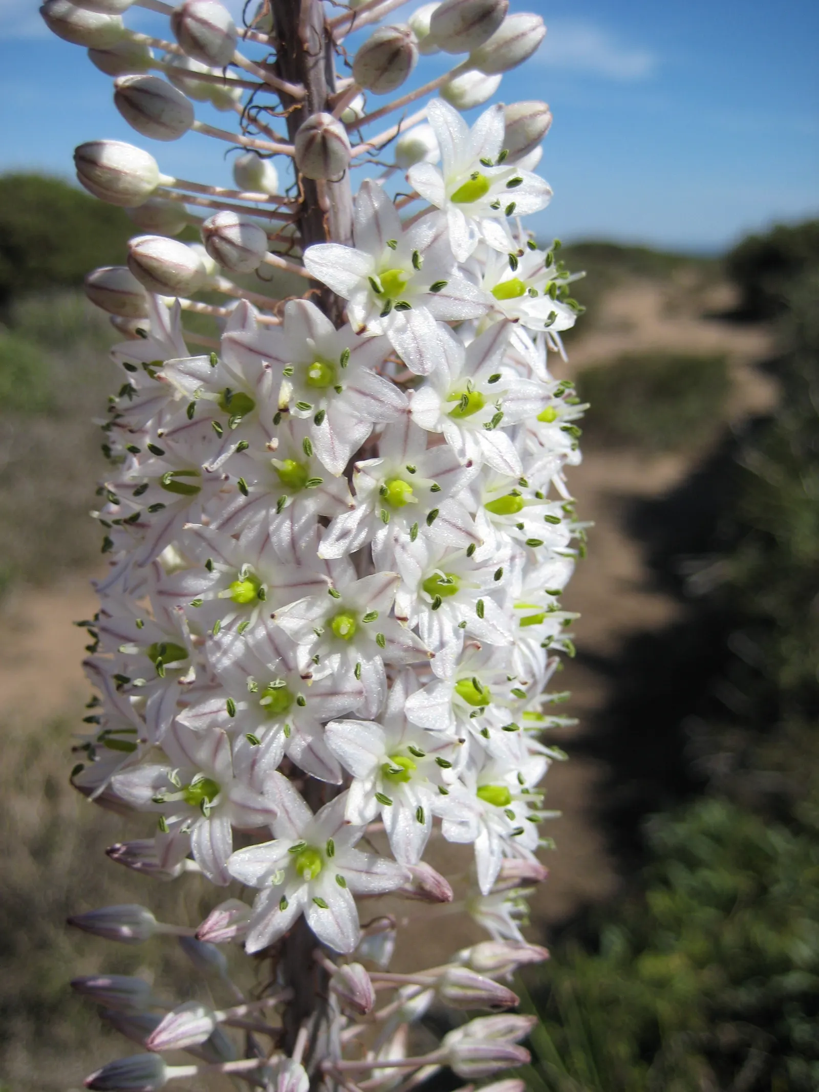 Sea Squill (Drimia maritima) — this hardy perennial requires minimal care once established and is not frequented by pests or diseases; this hardy, image 101