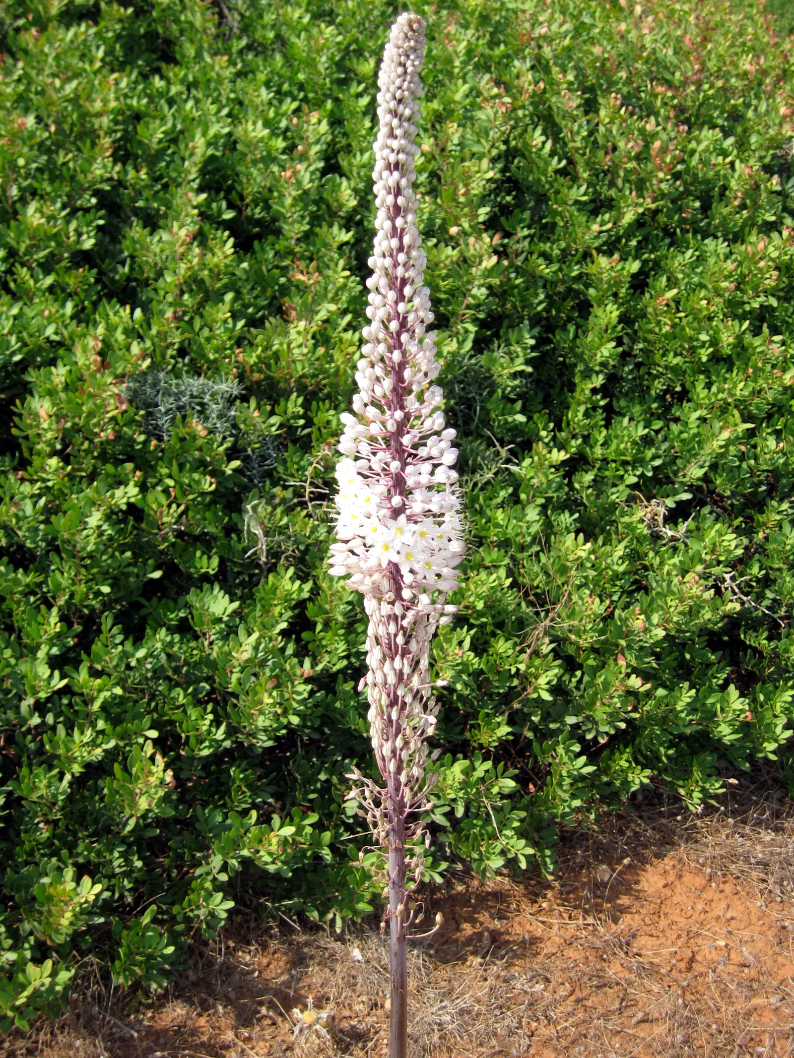 Sea Squill (Drimia maritima) — bulb / perennial for full or half; especially suited for xeriscaping or dry garden beds, image 72