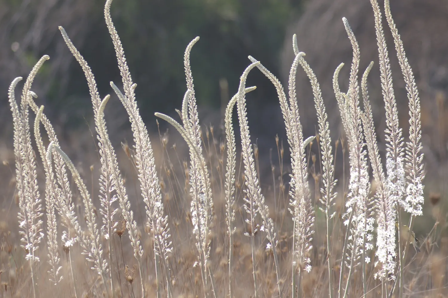 Sea Squill (Drimia maritima) — tolerating a wide range of conditions but thriving in well-drained; forming a lush rosette of dark green, image 105