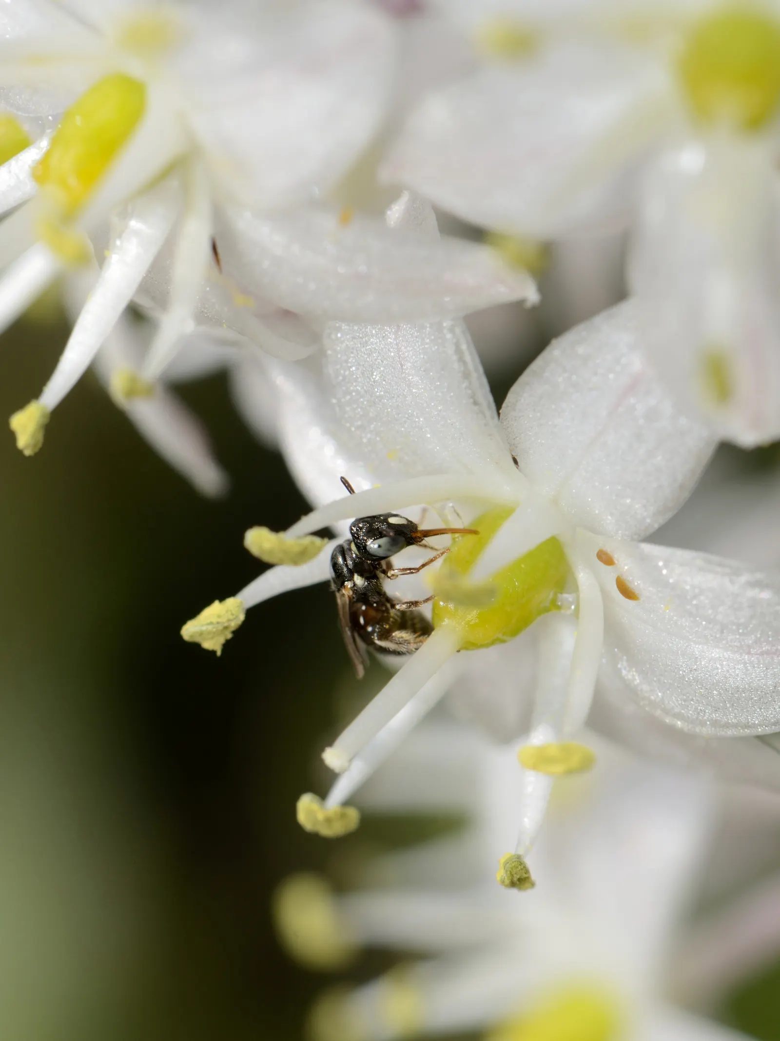 Sea Squill (Drimia maritima) — stands as a remarkable and resilient bulbous perennial; in late summer to early fall, a singular spike ascends, image 78