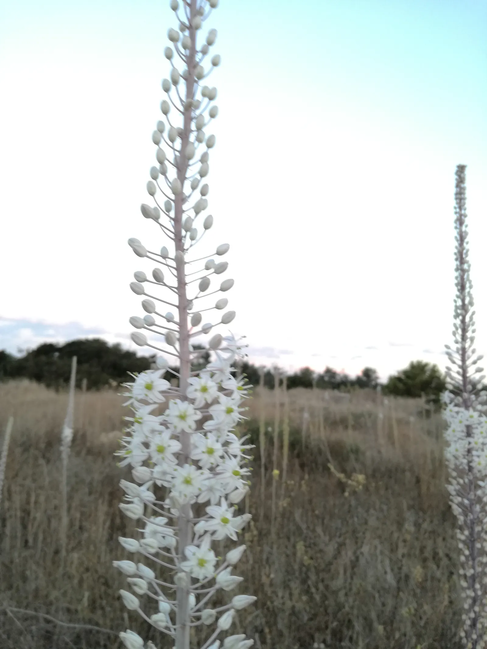Sea Squill (Drimia maritima) — Its growth can be impressive; requiring little maintenance once established and being generally free of pests and, image 82