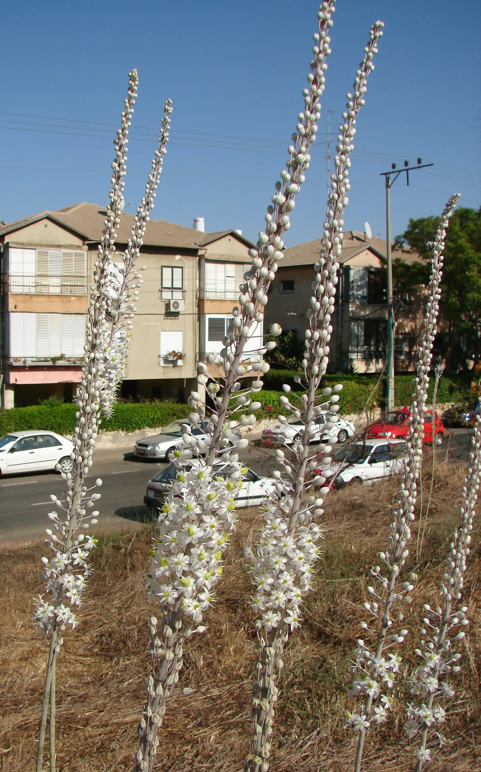 Sea Squill (Drimia maritima) — It grows 3-5 feet tall and displays dramatic spikes of white, star-shaped flowers late summer to fall; allow ample, image 75