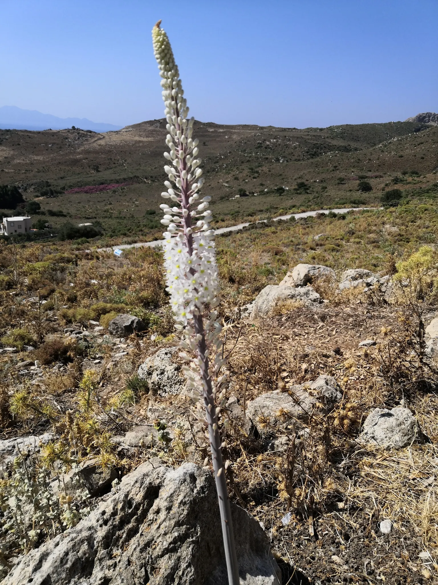 Sea Squill (Drimia maritima) — essential for adding a striking vertical element to any coastal-inspired landscape; white flowers in the garden