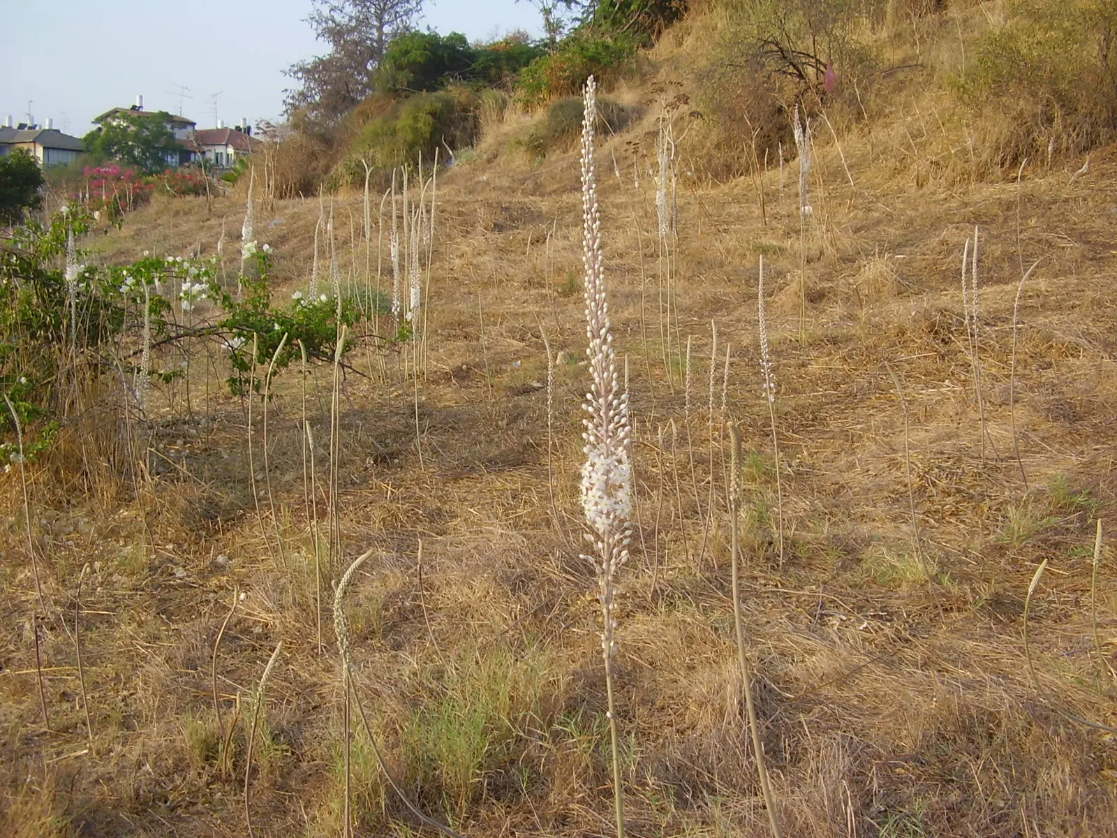 Sea Squill (Drimia maritima) — paving the way for the plant's true spectacle: its towering flower stalk