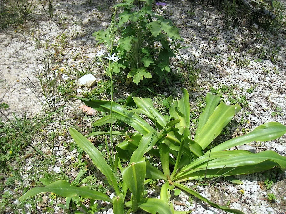 Sea Squill (Drimia maritima) — thriving in well-drained soils with full sun exposure; the Sea Squill's foliage emerges in late winter or early, image 50