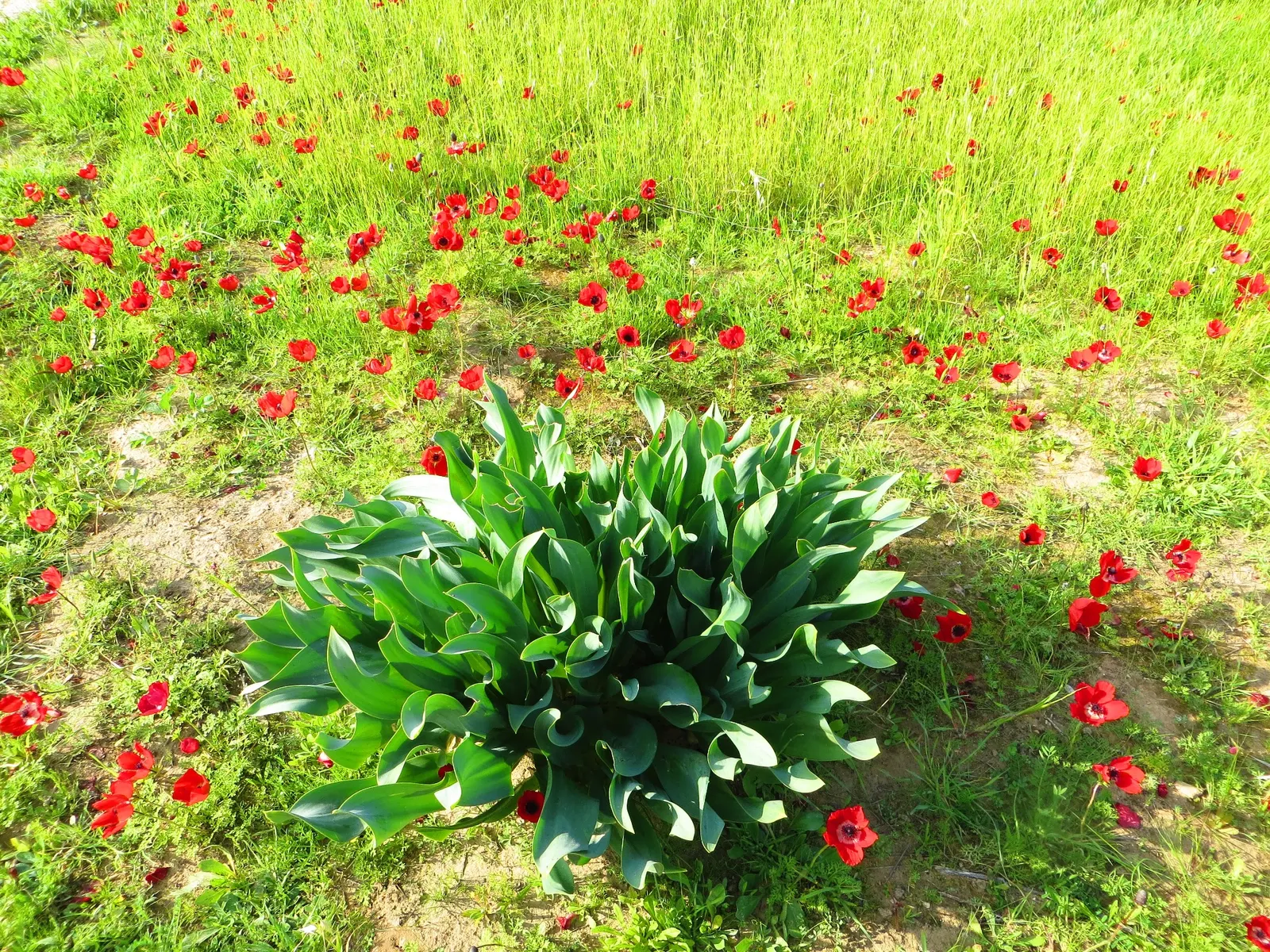 Sea Squill (Drimia maritima) — each individual flower opening progressively from the bottom up.<br><br>For the landscape designer; sea Squill makes, image 113